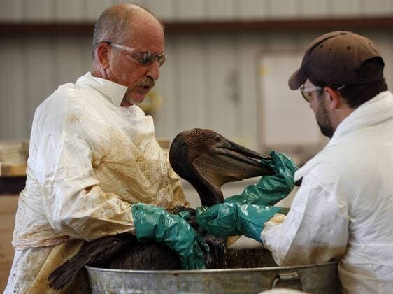 Bart Siegel bathes a brown pelican at a rescue facility set up by the International Bird Rescue Research Center in Buras, Louisiana, June 7, 2010. Scrubbed clean of oil from the BP Deepwater Horizon spill, the birds will be released. Oil has been gushing into the Gulf of Mexico for over a month, since a massive explosion on the BP oil rig Deepwater Horizon.  NOP2010060712
