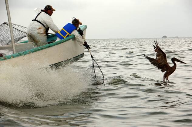Carl Pellegrin (left) of the Louisiana Department of Wildlife and Fisheries and Tim Kimmel of the U.S. Fish and Wildlife Service prepare to net an oiled pelican in Barataria Bay, La., Saturday, June 5, 2010. The pelican was successfully netted and transported to a facility on Grand Isle, Louisiana., for stabilization before being taken to Fort Jackson Oiled Wildlife Rehabilitation Center in Venice, La., for cleaning. State and federal wildlife agencies are cooperating across the Gulf Coast to rescue wildlife affected by the Deepwater Horizon oil spill.  WAX20100707301
