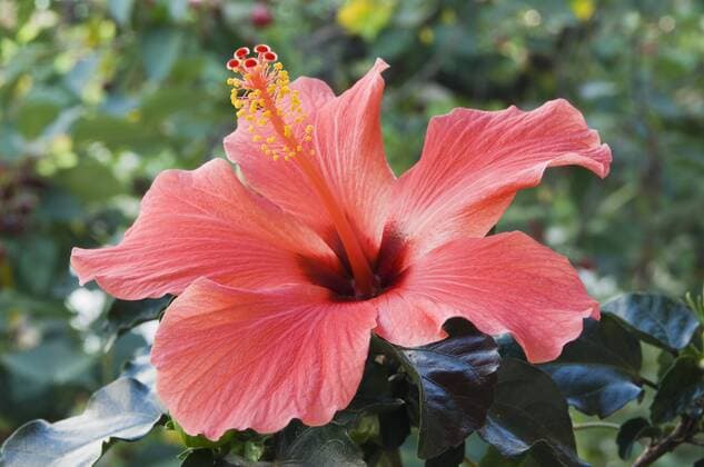 IMAGO Nature: Unsere Erde: Pflanzenwelt: Bedrohte Arten Rote Hibiskus Blüte (Hibiscus) ibxosr01587306