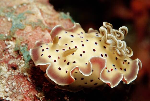  Gepunktete Prachtsternschnecke (Chromodoris tertianus), Malediven, Indischer Ozean ibxdpr01594678