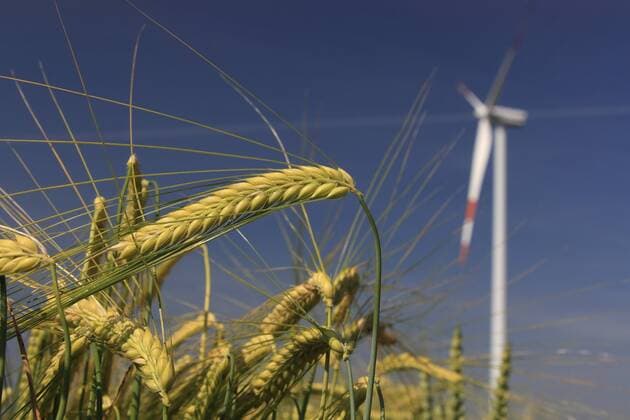  Wintergerste (Hordeum vulgare) vor Windkraftanlage bei Kirchberg an der Jagst, Baden-Württemberg, Deutschland, Europa iblcck01605012