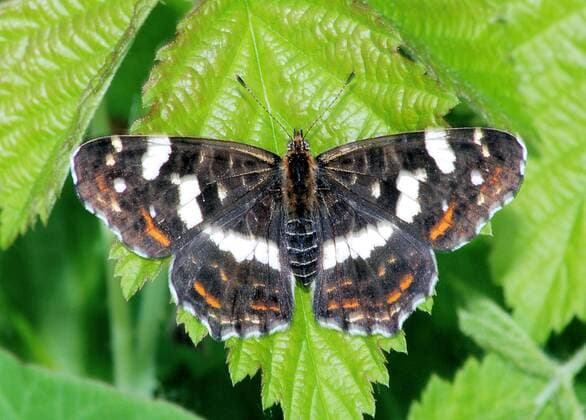 Schmetterling Landkärtchen Araschnia levana