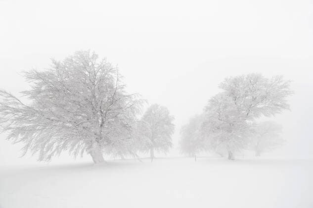 Schneebedeckte Buchen (Fagus) am Schauinsland, Südschwarzwald, Schwarzwald, Baden-Württemberg, Deutschland, Europa ibldjs01627961