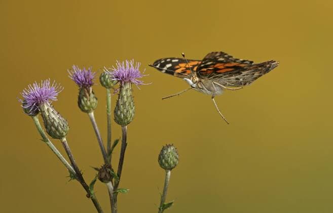 Distelfalter (Vanessa cardui) iblmkh01628466