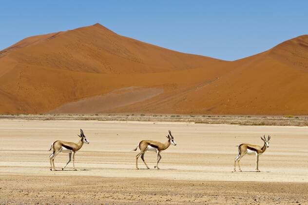 Springböcke (Antidorcas marsupialis) in Sossusvlei im Naukluft Park, Namib-Wüste, Namibia, Afrika ibluli01635353