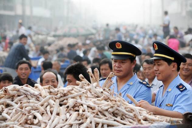 (100817) -- BOZHOU (ANHUI), Aug. 17, 2010 (Xinhua) -- Two officials of local commerce and industry bureau inspect radix paeoniae alba at a Chinese herbal market in Shijiuli Town of Bozhou City in east China s Anhui Province, Aug. 17, 2010. As radix paeoniae alba came into season, local farmers who produce herbal drugs gathered at the market and sold their products here. Shijiuli is dubbed as town of radix paeoniae alba , where some 4,000 people go in for trade in Chinese herbal drugs. (Xinhua Zhang Yanlin) CHINA-ANHUI-RADIX PAEONIAE ALBA-TRADE (CN) 
