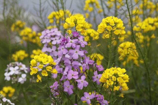  Gewöhnliche Nachtviole (Hesperis matronalis) und Raps (Brassica napus), Irland, Europa ibxman01642773