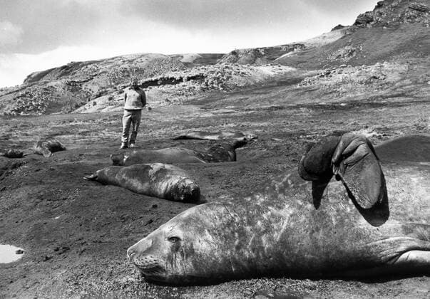 IMAGO ICONS: Sir David Attenborough KPA51397.jpg THE LIVING PLANET, FROZEN WORLD 1984 David Attenborough mit Seelöwen UnitedArchives51397