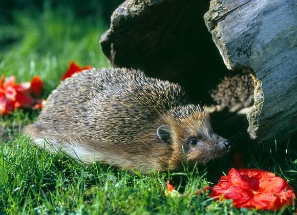 IMAGO Creative: Jahreszeit Herbst, Igel beziehen Winterquartier Igel vor künstlicher Igelburg im Garten