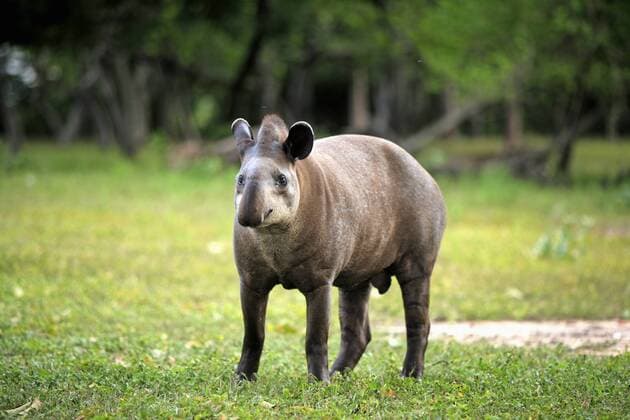 Flachlandtapir (Tapirus terrestris), Alttier, Pantanal, Brasilien, Südamerika iblson01660853