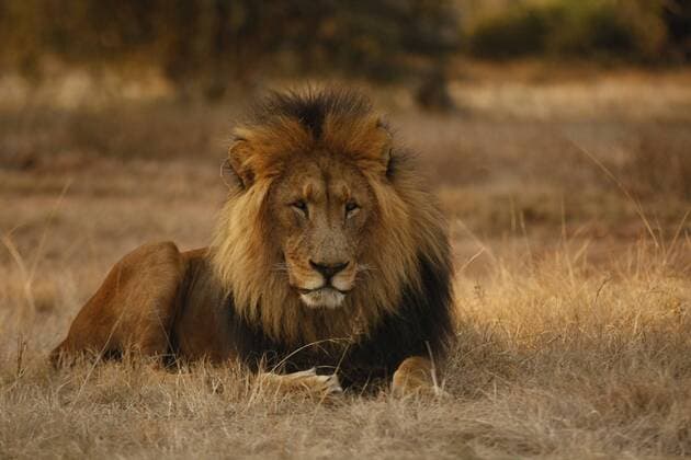 Ein Loewe im Löwenpark Lions park in Johannesburg