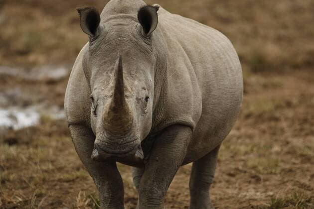 Ein Nashorn im Nationalpark Pilanesberg bei Sun City in Südafrika