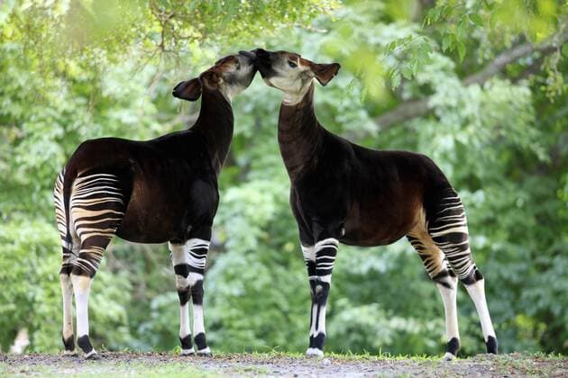  Okapi, Waldgiraffe, Kurzhalsgiraffe (Okapia johnstoni), Paar, adult, Afrika iblson01666672