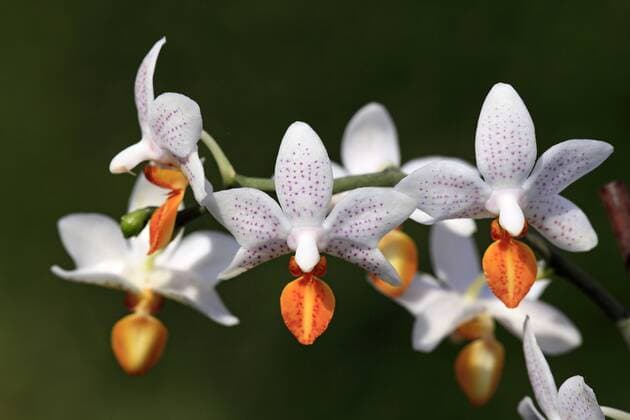 Orchidee Mini Mark, Blüten, Deutschland, Europa iblson01666676