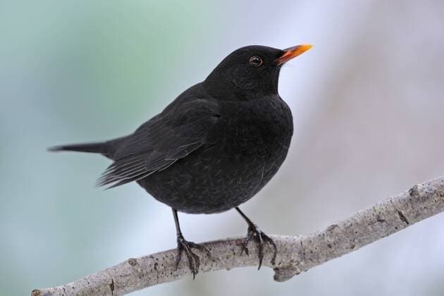 Amsel, Schwarzdrossel, Turdus merula, Maennchen - mcpins