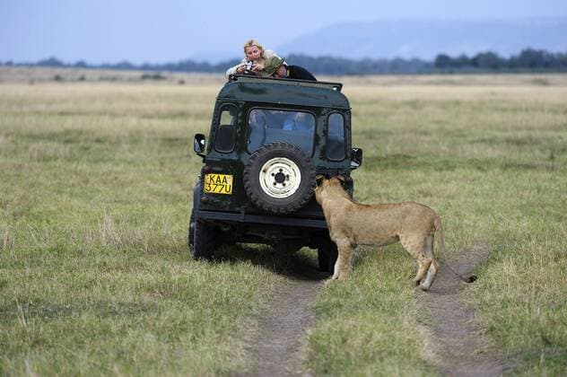 Löwe (Panthera leo), Jungtier und Touristen, Masai Mara National Reserve, Kenia, Ostafrika, Afrika iblbzo01773522
