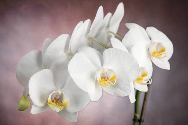 weiße Orchidee (Orchidaceae)