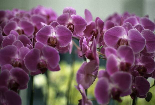 Orchid are seen in the airport hall in Taipei City in Taiwan, Nov. 20, 2008.  CTKPhoto201008140216201
