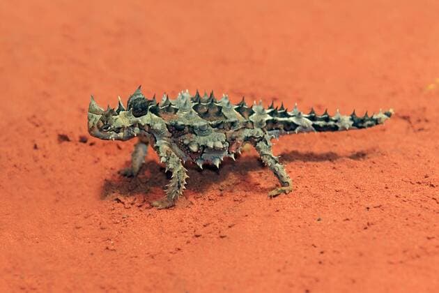 Dornteufel, Wüstenteufel (Moloch horridus), Nahrungssuche, Wüste, Outback, Northern Territory, Australien iblson01832871