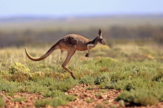  Rotes Riesenkänguru (Macropus rufus), adult, springend, Tibooburra, Sturt Nationalpark, New South Wales, Australien iblson01835524