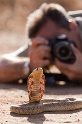  Südafrikanische Speikobra (Hemachatus haemachatus) vor einem Fotografen, Khamai Reptile Park, Hoedspruit, Greater Kruger Nationalpark, Limpopo Province, Südafrika, Afrika iblsrf01835848