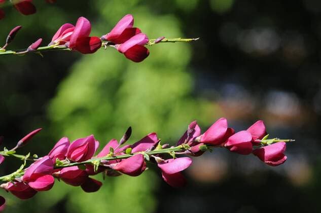 roter Ginster (Genista) sind eine Pflanzengattung, die zu den Schmetterlingsblütlern (Faboideae) gehört.