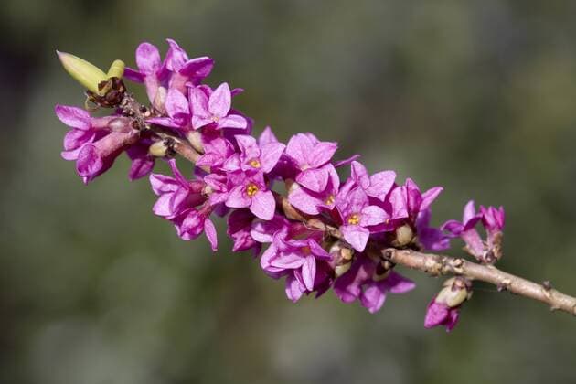IMAGO Nature: Unsere Erde: Pflanzenwelt: Bedrohte Arten Seidelbast (Daphne mezereum) - RolfxMueller