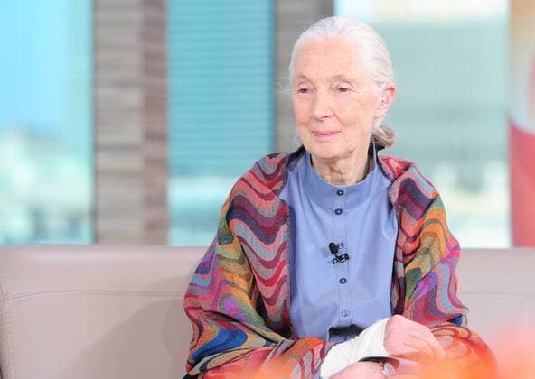 Dame Jane Morris Goodall, the world s foremost expert on chimpanzees, at the set of one of the most popular breakfast TV programmes - Dzien Dobry TVN (Good Morning TVN) 0n May 7, 2011 in Warsaw, Poland EN_00964012_0079 