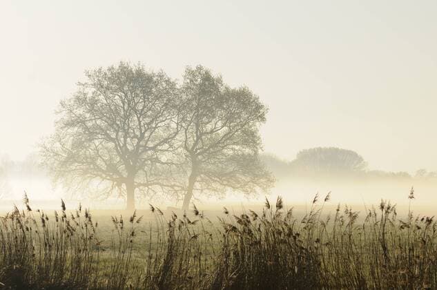 Bäume im Nebel iblkkp01912969