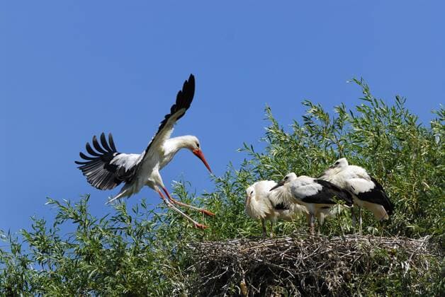 Weissstorch, Weiss-Storch (Ciconia ciconia), landet auf einem Nest mit Jungvoegeln, Deutschland white stork (Ciconia ciconia), landing on a nest with chicks, Germany BLWS250873