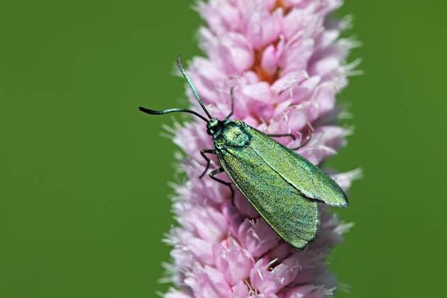  Ampfer-Grünwidderchen, Sauerampfer-Grünwidderchen, Gemeines Grünwidderchen (Adscita statices heuseri, Procris statices) auf Blüte vom Wiesen-Knöterich, Schlangen-Knöterich (Polygonum bistorta, Bistorta officinalis) in Feuchtwiese, Naturschutzgebiet Oberalsterniederung, Wakendorf, Schleswig-Holstein, Deutschland, Europa ibluve01976115