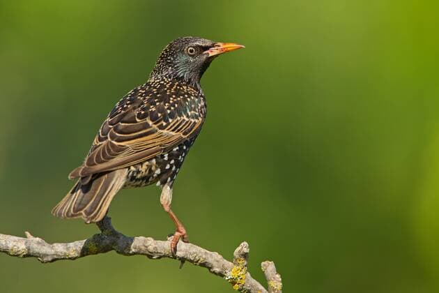 Star Starling European Starling Common Starling Sturnus vulgaris tourneau sansonnet Estornino Pinto - McPHOTOxxxx xxxxSchaef
