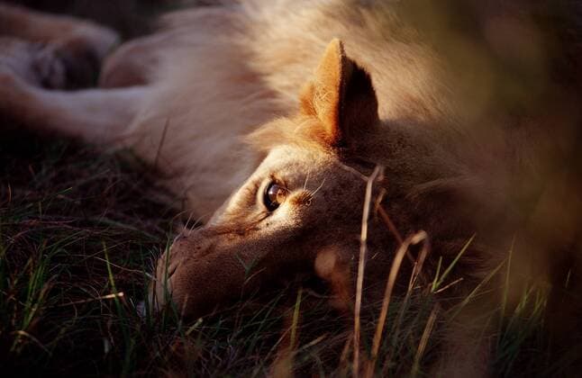 Ruhender Löwe, Loewe, Panthera leo, Südafrika, Suedafrika, Schotia Game Park Resting lion, Panthera leo, South Africa, Schotia Game Park Highlight !DATUM GESCHÄTZT! 