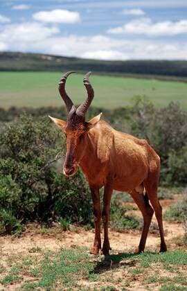 Kuhantilope, Alcelaphus buselaphus, Südafrika, Suedafrika, Krueger, Nationalpark, Krüger Red hartebeest, Alcelaphus buselaphus, South Africa, Kruger National Park Highlight !DATUM GESCHÄTZT! 