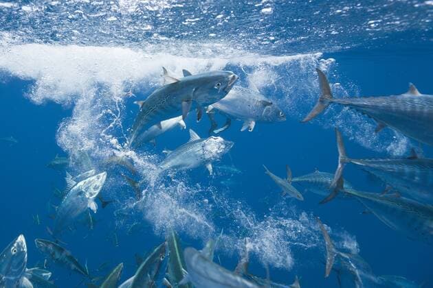 Bonitos jagen Sardinen, Sarda sarda, Sardina pilchardus, Isla Mujeres, Halbinsel Yucatan, Karibik, Mexiko Bonitos hunting Sardines, Sarda sarda, Sardina pilchardus, Isla Mujeres, Yucatan Peninsula, Caribbean Sea, Mexico Highlight !DATUM GESCHÄTZT! 