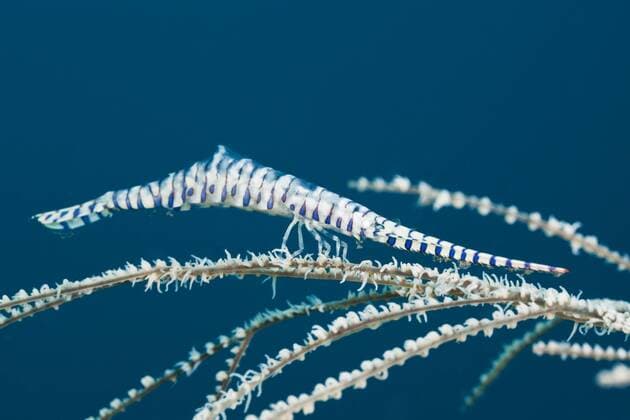 Korallengarnele Farbanpassung, Tozeuma armatum, Alam Batu, Bali, Indonesien Coral Shrimp camouflaged, Tozeuma armatum, Alam Batu, Bali, Indonesia Highlight !DATUM GESCHÄTZT! 