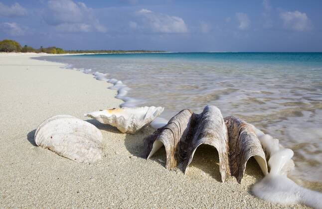 Muscheln am Strand von Bikini, Marschallinseln, Bikini Atoll, Mikronesien, Pazifik Shells at Bikini Beach, Marshall Islands, Bikini Atoll, Micronesia, Pacific Ocean Highlight !DATUM GESCHÄTZT! 
