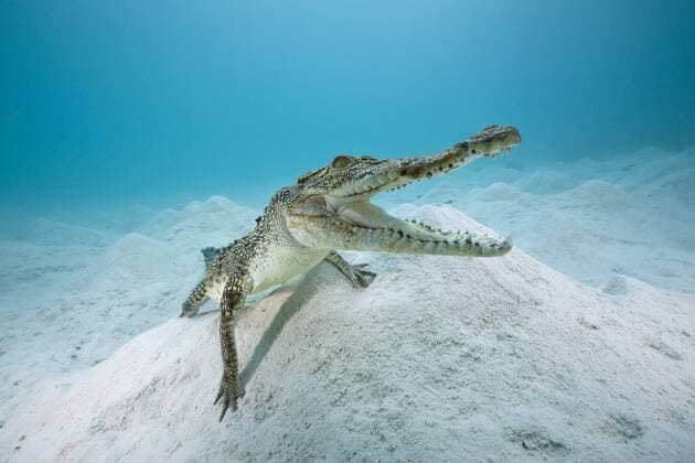 Salzwasserkrokodil, Leistenkrokodil, Crocodylus porosus, Queensland, Australien Saltwater Crocodile, Crocodylus porosus, Queensland, Australia Highlight !DATUM GESCHÄTZT! 