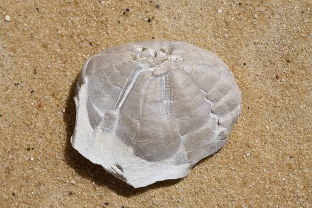 Versteinerter Seeigel in Nationalpark Weisse Wueste, Libysche Wueste, Aegypten Fossil Sea Urchin in White Desert National Park, Libyan Desert, Egypt Highlight !DATUM GESCHÄTZT! 