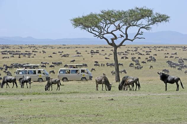 Gnus , Gnu (Connochaetes taurinus), Herde auf Weideland, im Hintergrund Safariwagen, Masai Mara, Kenia, Afrika - INGOxSCHULZ
