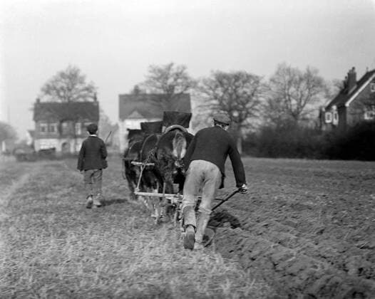 A team of horses pulling a plough working a field in the early 1900s Mono Print !AUFNAHMEDATUM GESCHÄTZT! UnitedArchives1234863