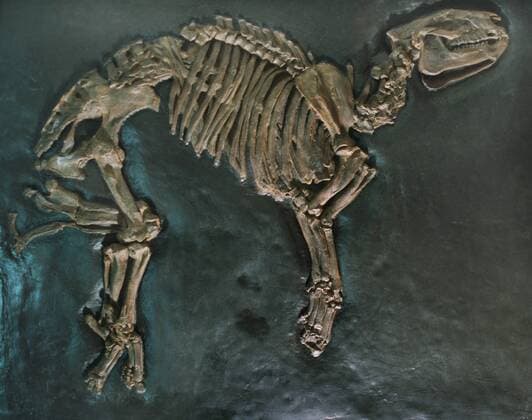 Hyrachyus minimus, Urtapir aus dem Eozaen aus der Grube Messel, Deutschland, Hessen Hyrachyus minimus, extinct tapir of Messel pit, Germany, Hesse BLW047294
