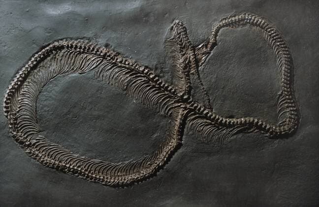 Riesenschlange (Boidae), aus dem Eozaen aus der Grube Messel Boidae (Boidae), extinct snake of Messel pit BLW047361