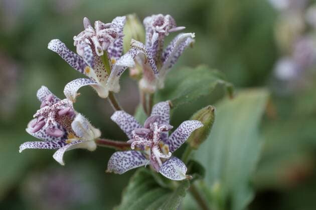IMAGO Nature: Unsere Erde: Pflanzenwelt: Gepunktete Pflanzen Behaarte Kroetenlilie, Behaarte Kroeten-Lilie, Kroetenlilie, Borstige Kroetenlilie, Tigerstern (Tricyrtis hirta, Tricyrtis japonica), bluehend toad lily (Tricyrtis hirta, Tricyrtis japonica), blooming BLW048448