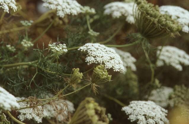 Zahnstocher-Ammei, Zahnstocherkraut, Khella, Bischofskraut, Echte Knorpelmoehre (Ammi visnaga), bluehend greater ammi, Pick Tooth (Ammi visnaga), blooming BLW048813