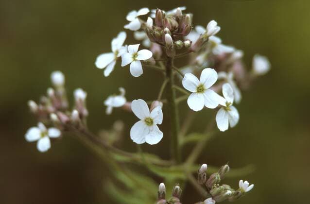 Gemeine Nachtviole, Gewoehnliche Nachtviole (Hesperis matronalis), weiss bluehend, Deutschland dame s-rocket, dame s-violet, garden rocket, Dame s rocket (Hesperis matronalis), with white flowers, Germany BLW048848