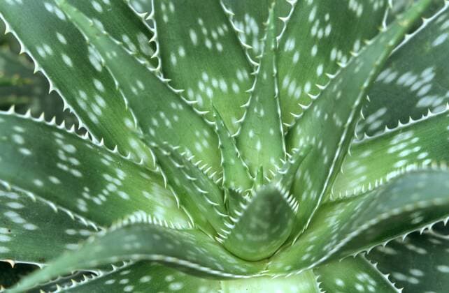 IMAGO Nature: Unsere Erde: Pflanzenwelt: Gepunktete Pflanzen Seifen-Aloe, Seifenaloe (Aloe saponaria), Blaetter Soap Aloe, African Aloe, Zebra Aloe (Aloe saponaria), leaves BLW048960