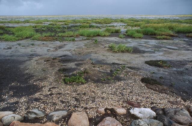 IMAGO Nature: Unsere Erde, Pflanzen: Bedrohte Planzenarten in Deutschland Salz-Schlickgras, Salzschlickgras (Spartina anglica), verlandetes Watt mit Schlickgras, Daenemark Common Cordgrass (Spartina anglica), growing on dried wadden sea, Denmark BLW049444