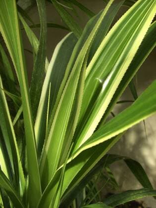 IMAGO Nature: Unsere Erde, Pflanzen, Gestreifte Pflanzen Schraubenbaum, P. veitchii (Pandanus veitchii), Blaetter pahong (Pandanus veitchii), leaves BLWS129175