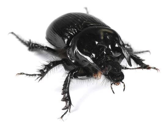 Stierkaefer (Typhoeus typhoeus), Freisteller minotaur beetle (Typhoeus typhoeus), cutout BLWS154983